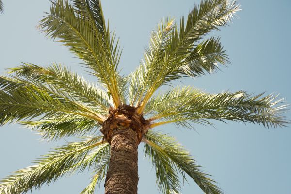 Palm Tree Removal in Mechanicsville