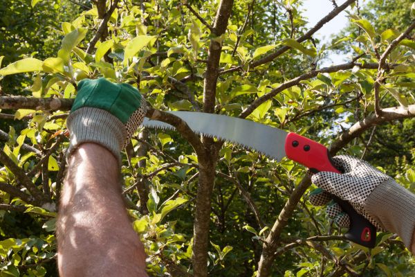 Small Tree Removal in Mechanicsville