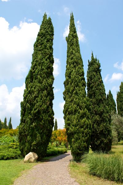 Cypress Tree Removal in Mechanicsville