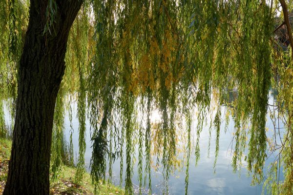 Willow Tree Removal in Mechanicsville