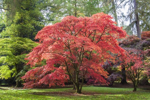 Maple Tree Removal in Mechanicsville