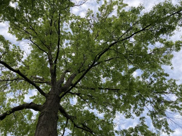 Oak Tree Removal in Mechanicsville