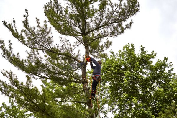 Pine Tree Removal in Mechanicsville