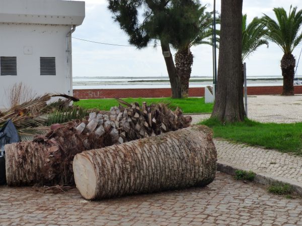 Palm Trees Removal in Mechanicsville