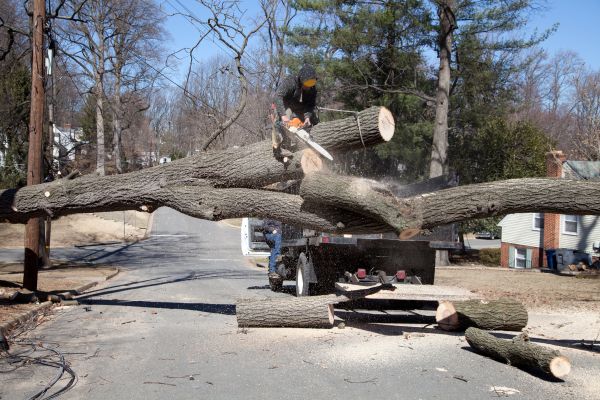 Residential Tree Removal in Mechanicsville